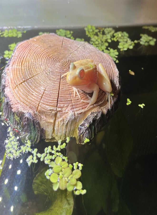 AQUA KT Aquatic Turtle Round Floating Dock Tortoise Bearded Dragon Basking Platform with Suction Cup for Reptile Aquatic Aquarium Decoration - Image 3